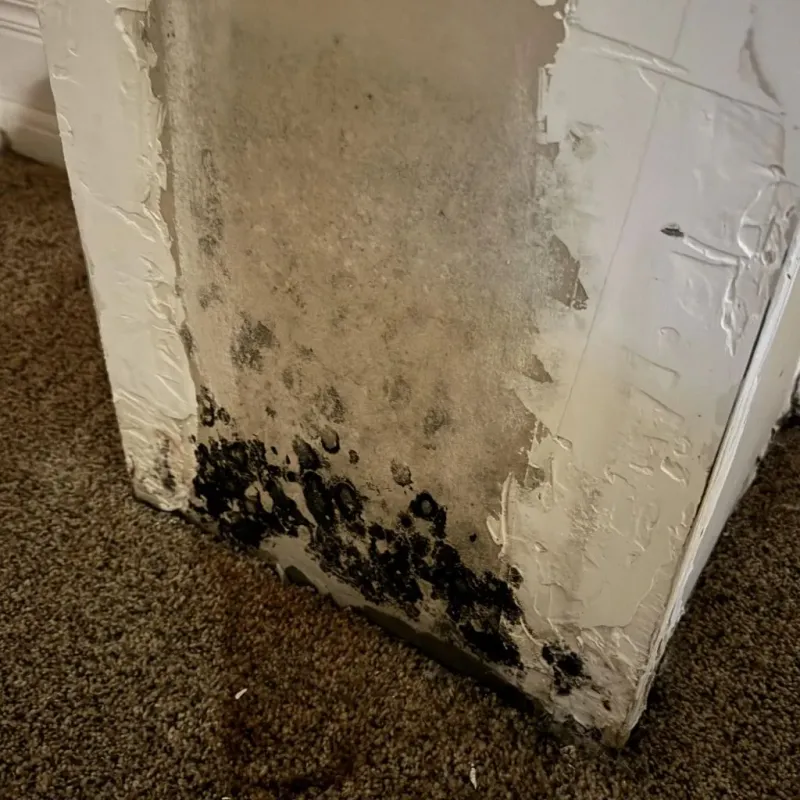 Professional Mold Removal in Moore County, NC